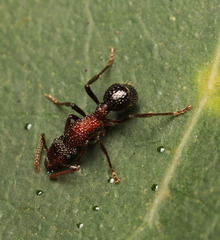 Stictoponera bicolor