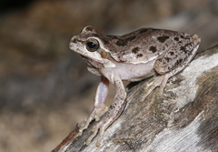 Hyla sarda