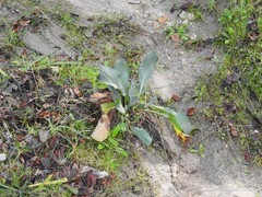 Cynoglossum cheirifolium