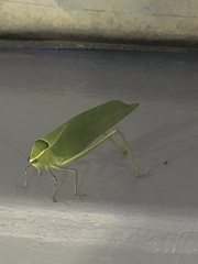 Stilpnochlora couloniana image