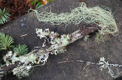 Usnea dasopoga