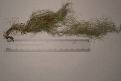 Usnea dasopoga