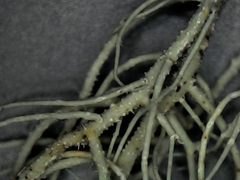 Usnea dasopoga