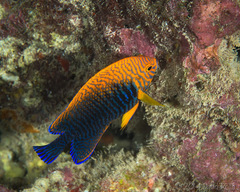 Centropyge potteri