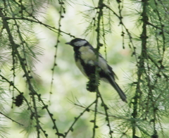 Parus major