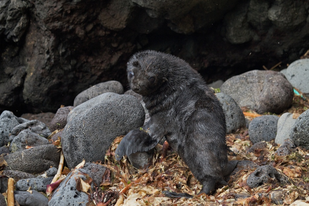 Dark subantarctic fur seal pup among stones and dried kelp