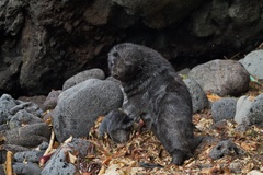 Arctocephalus tropicalis