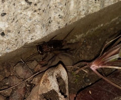 Loxoblemmus arietulus