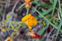 Chamaecrista hispidula