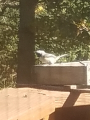 Poecile carolinensis