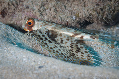 Dactyloptena orientalis