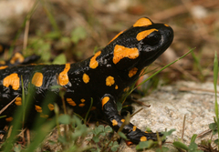 Salamandra corsica
