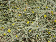 Crotalaria aegyptiaca
