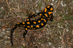Salamandra corsica