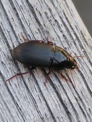 Harpalus tardus