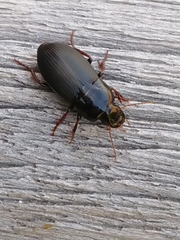 Harpalus tardus