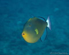 Melichthys vidua