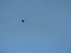 Ptyonoprogne rupestris