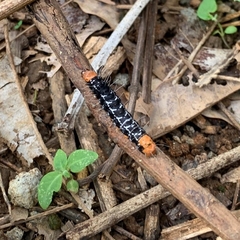 Lepidoptera