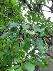 Lepidoptera