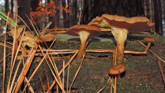 Pseudoarmillariella ectypoides