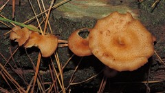 Pseudoarmillariella ectypoides