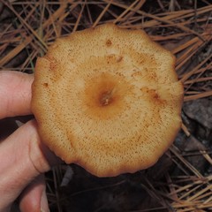 Pseudoarmillariella ectypoides