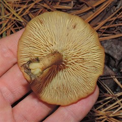 Pseudoarmillariella ectypoides