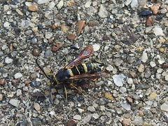 Synanthedon decipiens