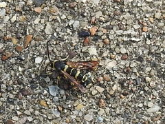 Synanthedon decipiens