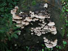 Lentinellus castoreus