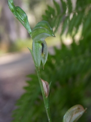 Pterostylis longifolia