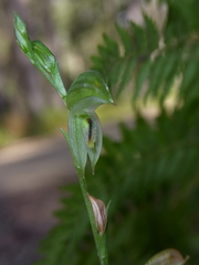 Pterostylis longifolia