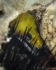 Gymnothorax rueppelliae