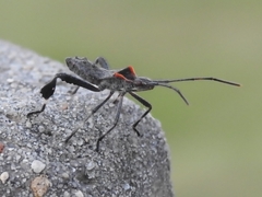 Leptoglossus phyllopus