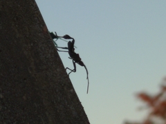 Leptoglossus phyllopus