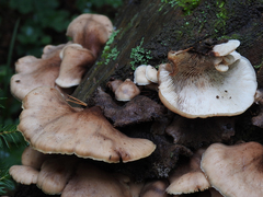 Lentinellus castoreus