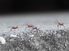 Leptoglossus phyllopus