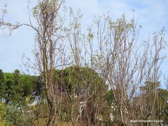 Prunus amygdalus
