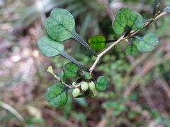 Coprosma spathulata spathulata