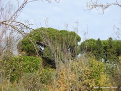 Pinus pinea