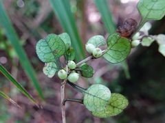 Coprosma spathulata spathulata