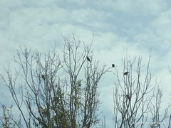 Columba palumbus