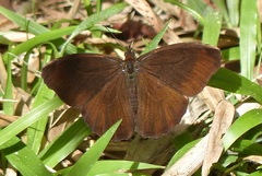 Praepedaliodes phanias