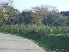 Arundo donax