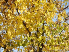 Morus alba