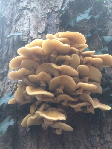 Armillaria mellea — (c) Daniel Ellehammer Larsen, some rights reserved (CC BY)
