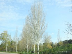 Populus alba