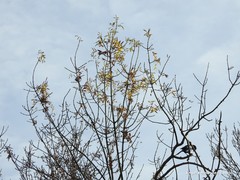 Fraxinus angustifolia