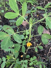 Arachis duranensis